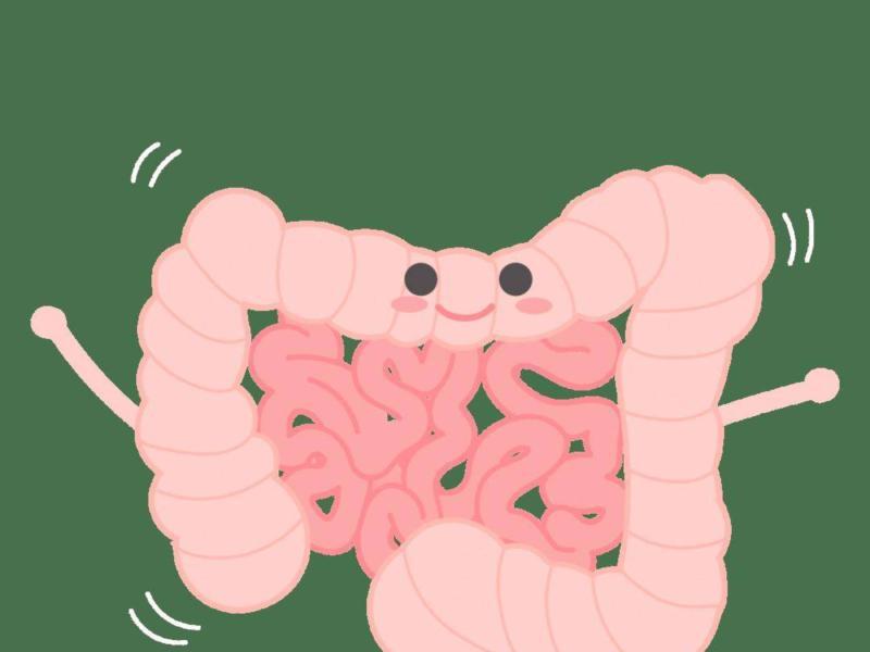 肠道的英文怎么读