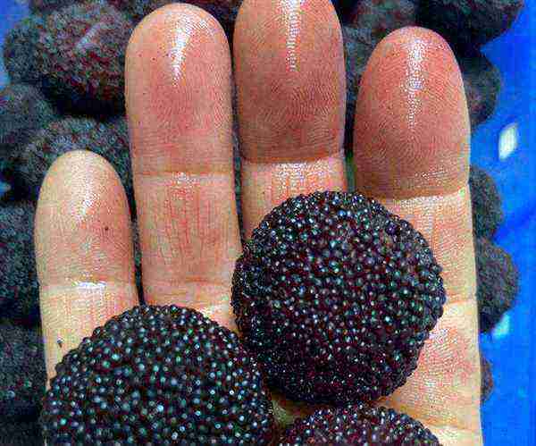杨梅的英语怎么读bayberry