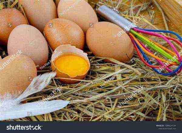 关于英语怎么读eggyolk的信息