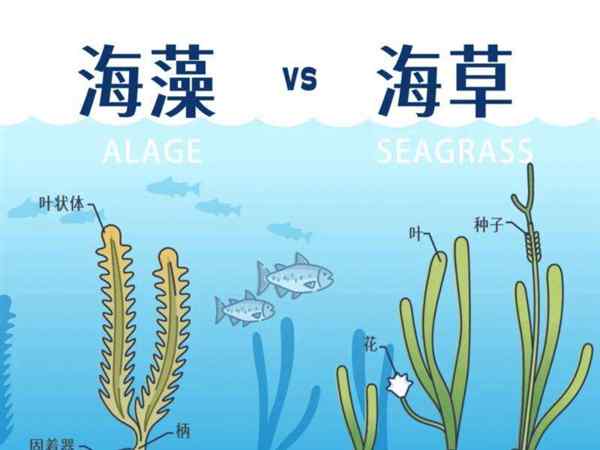 海草的英文怎么读音