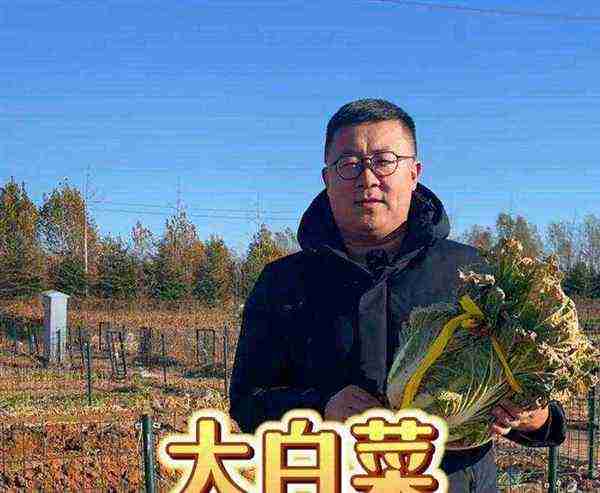 白菜的英文怎么说怎么写的