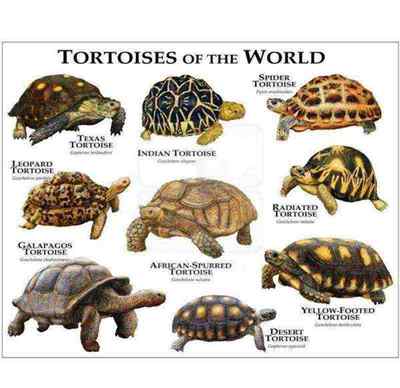 乌龟英语怎么说tortoise