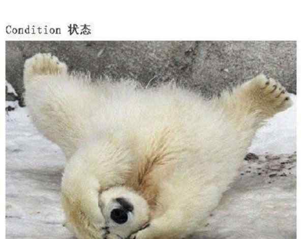 英文的英文用英语怎么说写出来