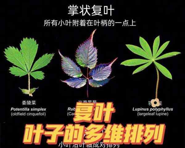 叶子的英文复数怎么写?