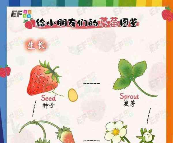 草莓的英语单词怎么说,标准版怎么读
