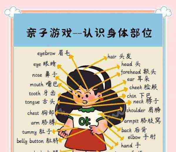 身体部位的英文单词怎么说