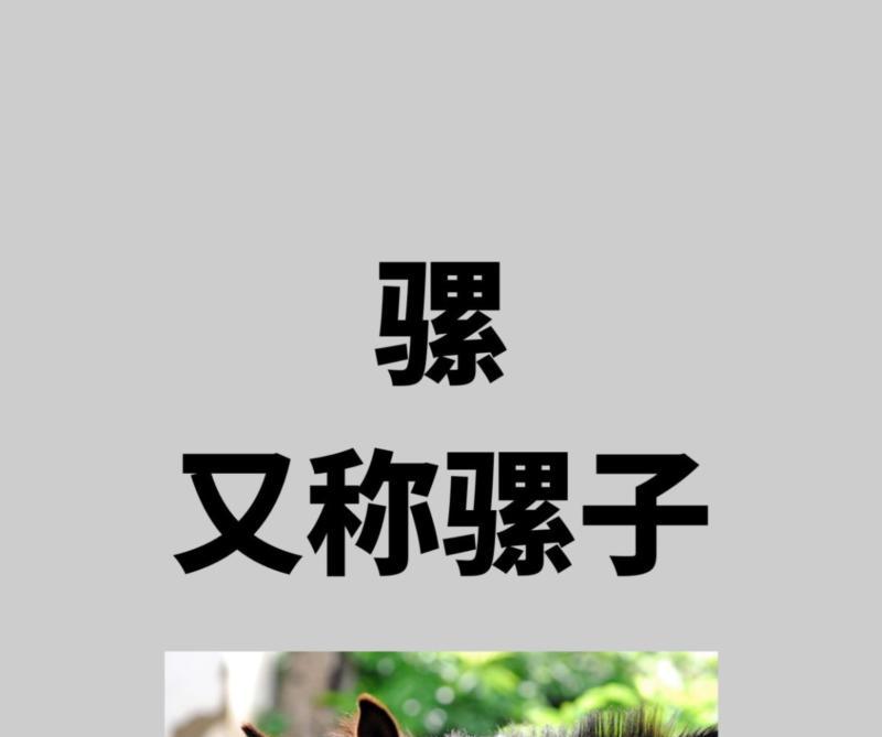 骡子用英语怎么说读音