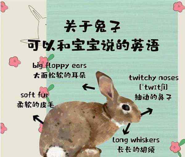 小兔用英语怎么说呢