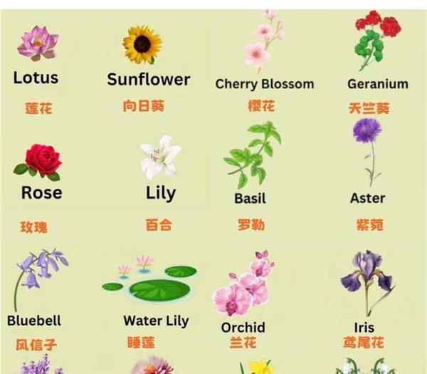花的英语怎么读flower