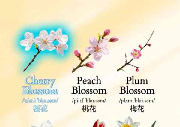 花英语怎么读语音flowers怎么读