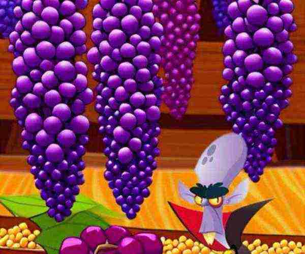 葡萄英语怎么说读音发音的单词