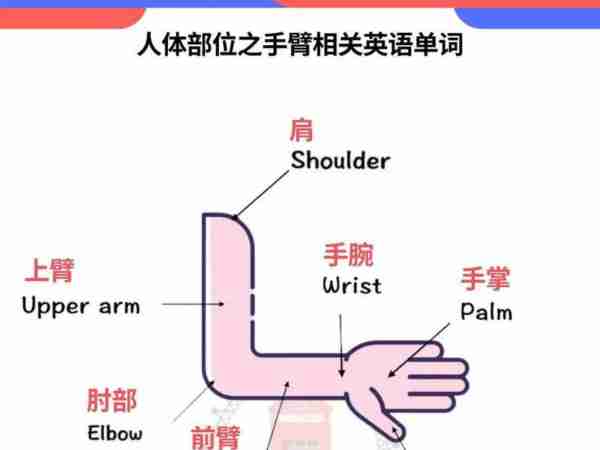 胳膊的英语怎么读?的英语怎么说?
