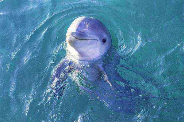 包含海豚用英文怎么读dolphin的词条